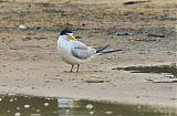 Yellow-billed Ternborder=